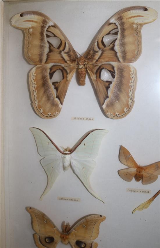 A collection of various European and exotic butterflies housed in four glazed wooden case, largest case 18 x 18in.